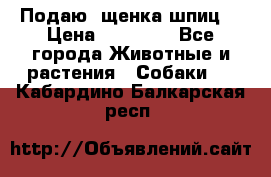 Подаю. щенка шпиц  › Цена ­ 27 000 - Все города Животные и растения » Собаки   . Кабардино-Балкарская респ.